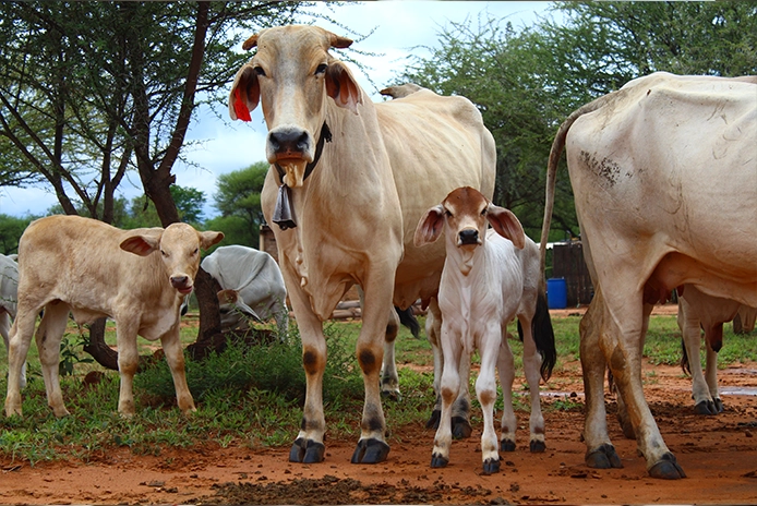 Species-specific animal feed solutions for dairy cattle, poultry, and goats – Gokind Pharma